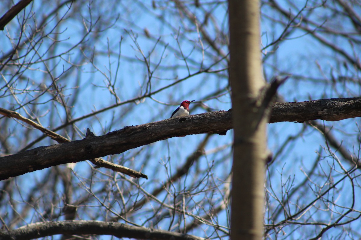 Red-headed Woodpecker - ML28194501