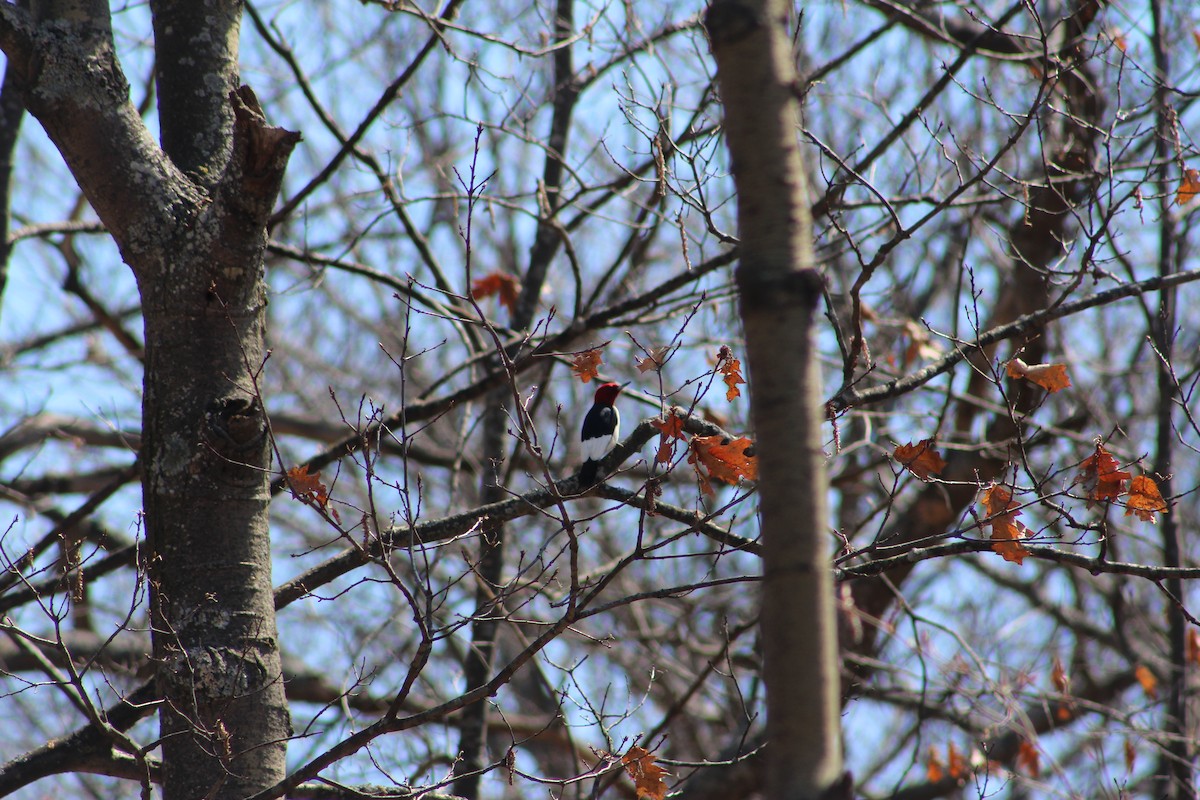 Red-headed Woodpecker - ML28194511