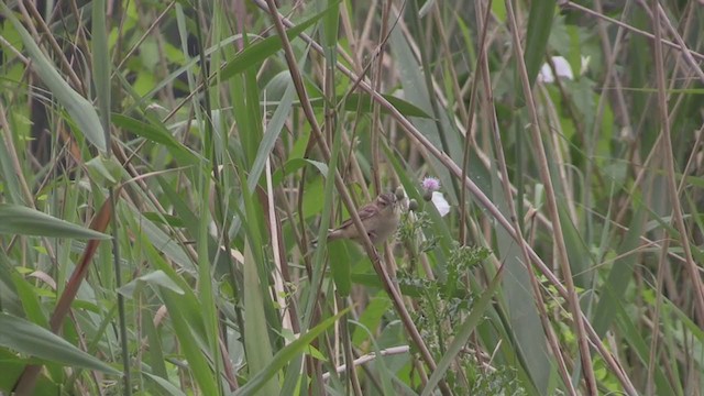 Sedge Warbler - ML281945321