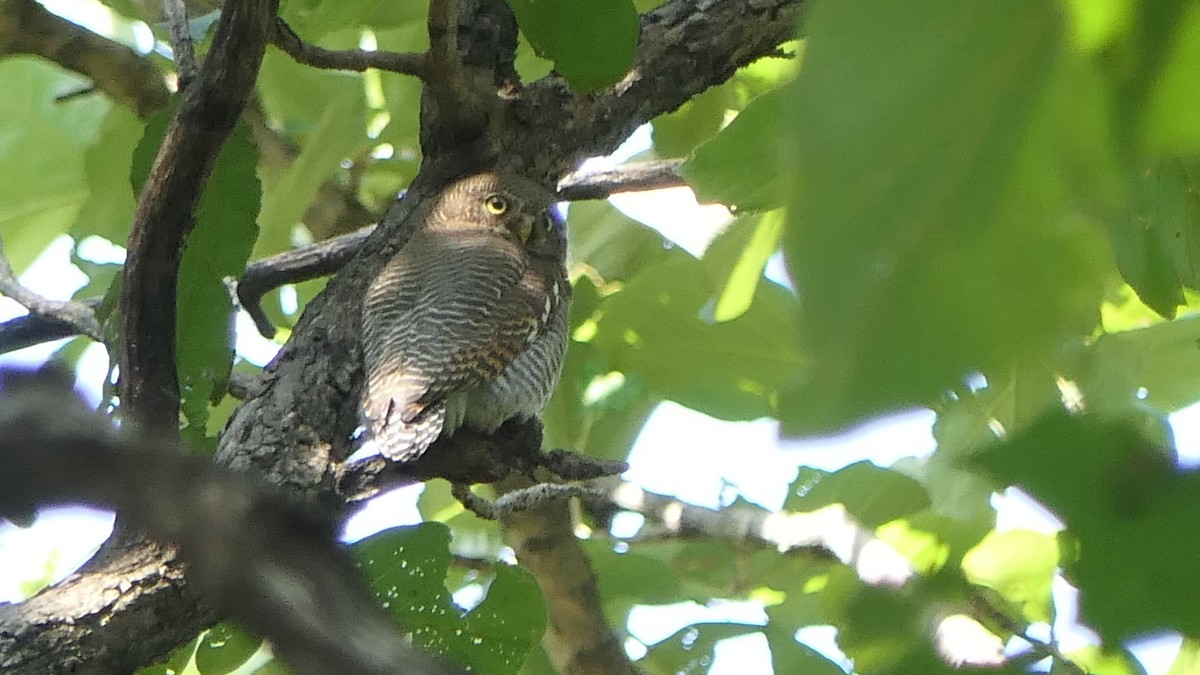 Jungle Owlet - ML281945781