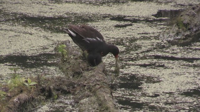 紅冠水雞 - ML281946911