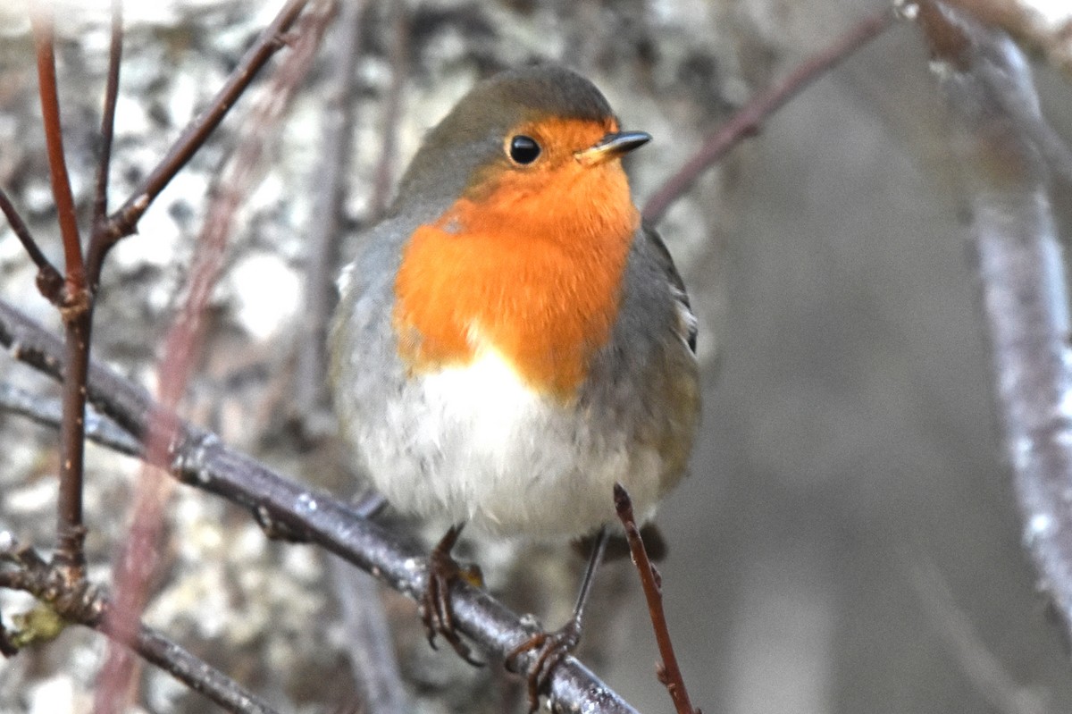 European Robin - ML281949611