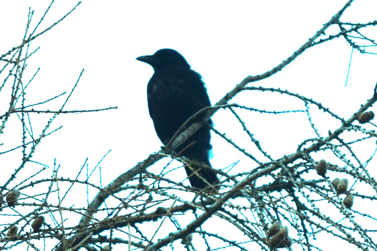 Carrion Crow - ML281949621