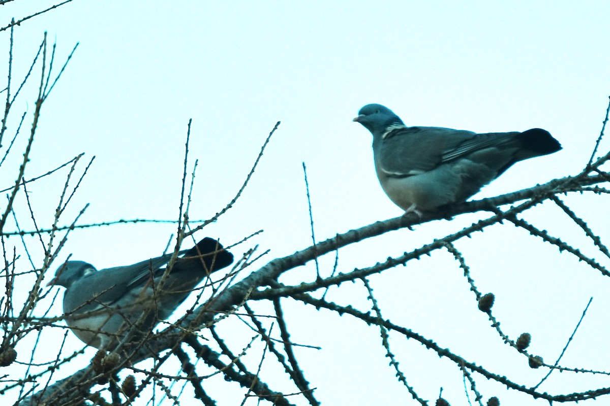 Common Wood-Pigeon - ML281949631