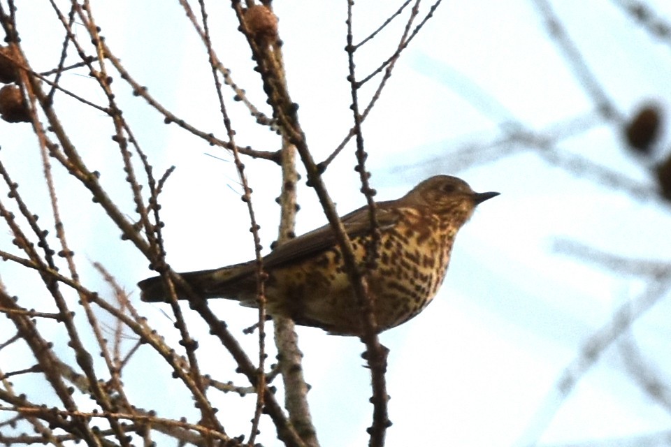 Mistle Thrush - ML281949671