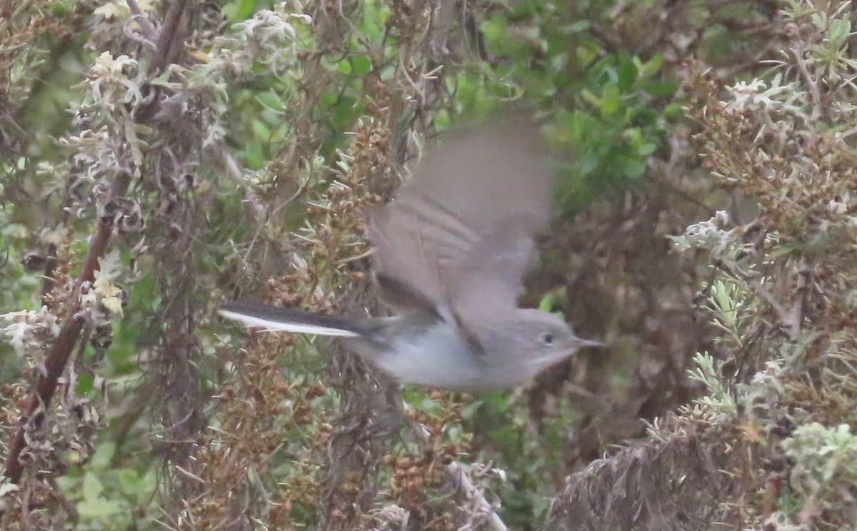 Blue-gray Gnatcatcher - ML281949901