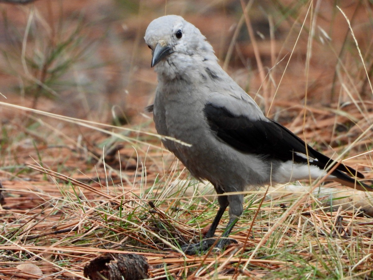 Clark's Nutcracker - ML281950331