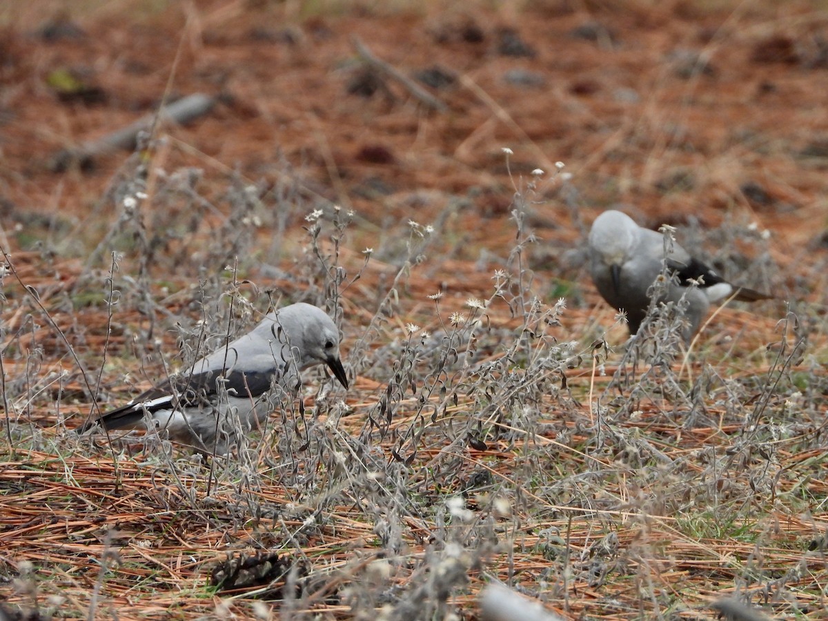 Clark's Nutcracker - ML281950351