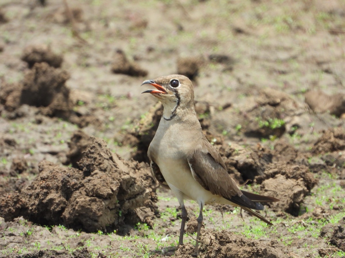 Collared Pratincole - ML281950491