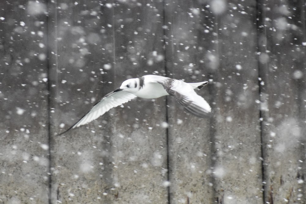 Black-legged Kittiwake - josh Ketry