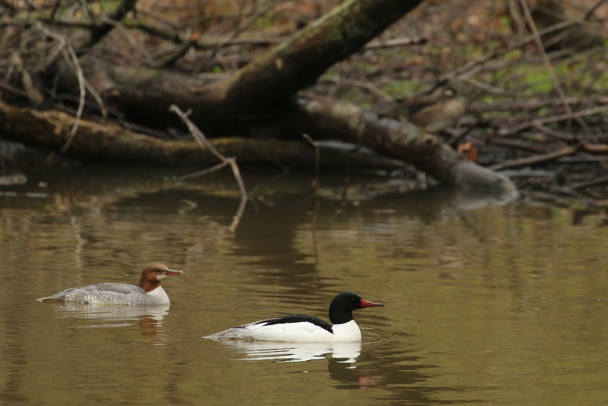Common Merganser (North American) - Tim Lenz