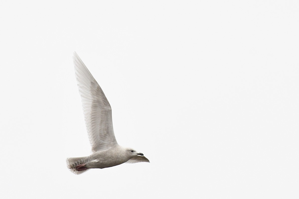 Iceland Gull - ML281953671