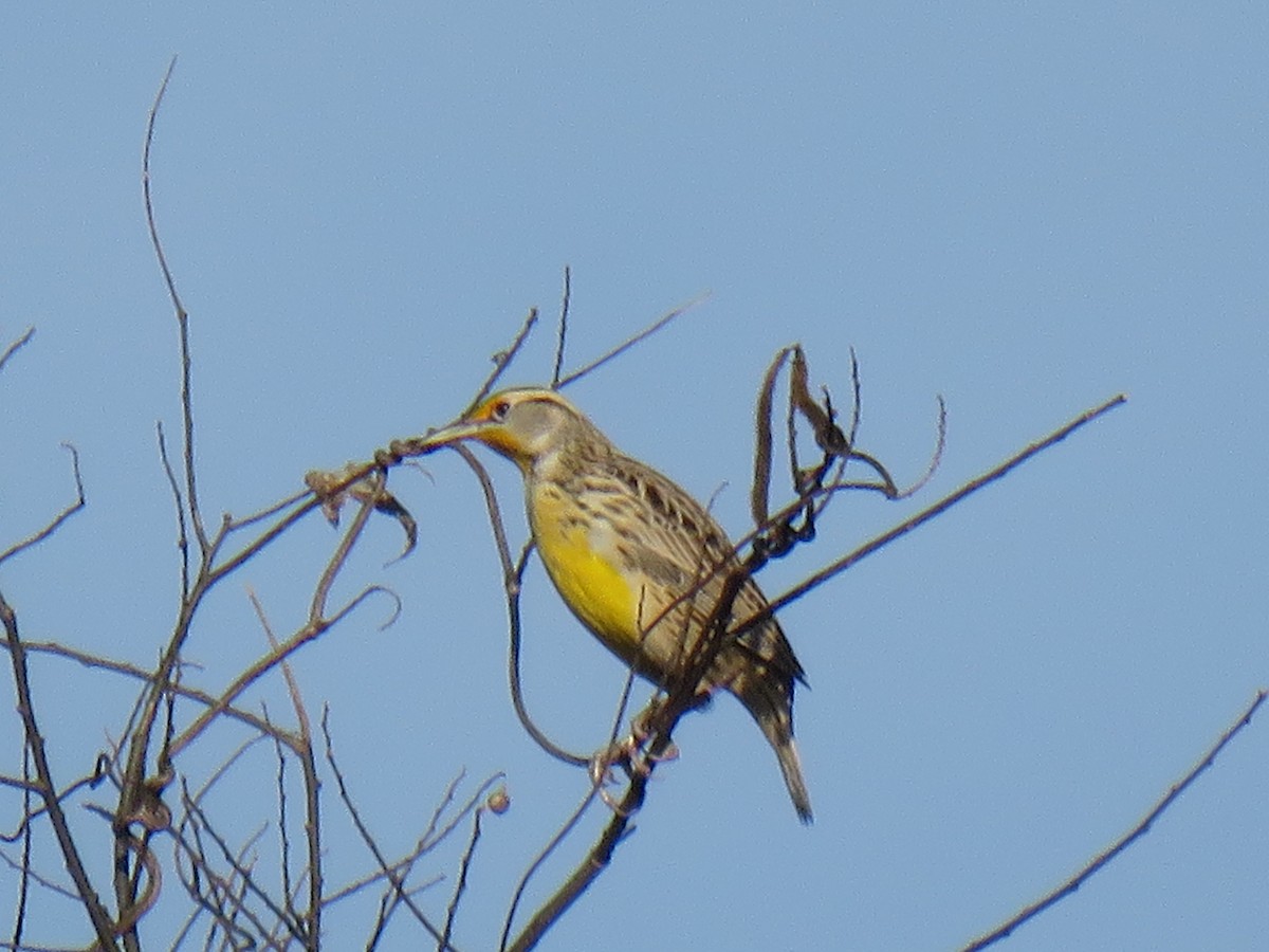 Eastern Meadowlark - ML281953811