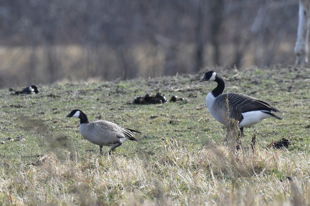 Cackling Goose - ML281957321