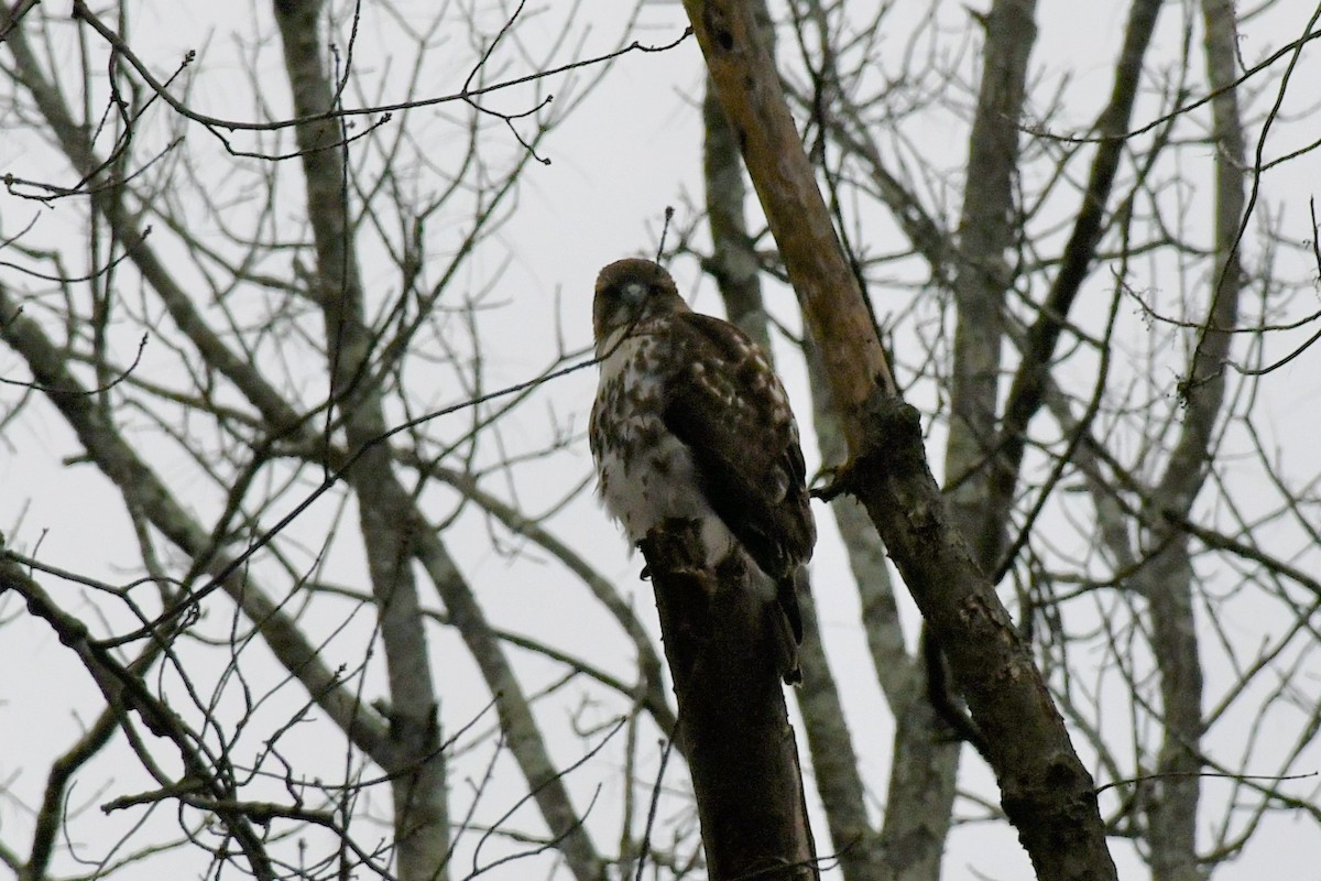 Red-tailed Hawk - ML281960201