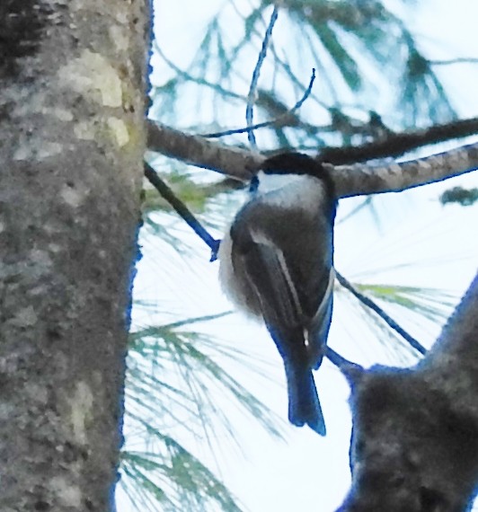Mésange à tête noire - ML281960911