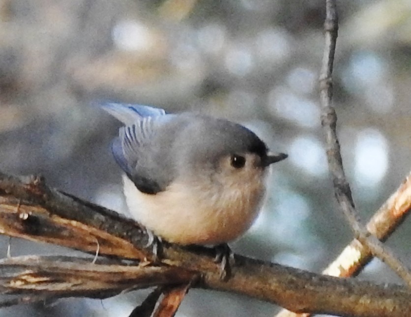 Mésange bicolore - ML281960951