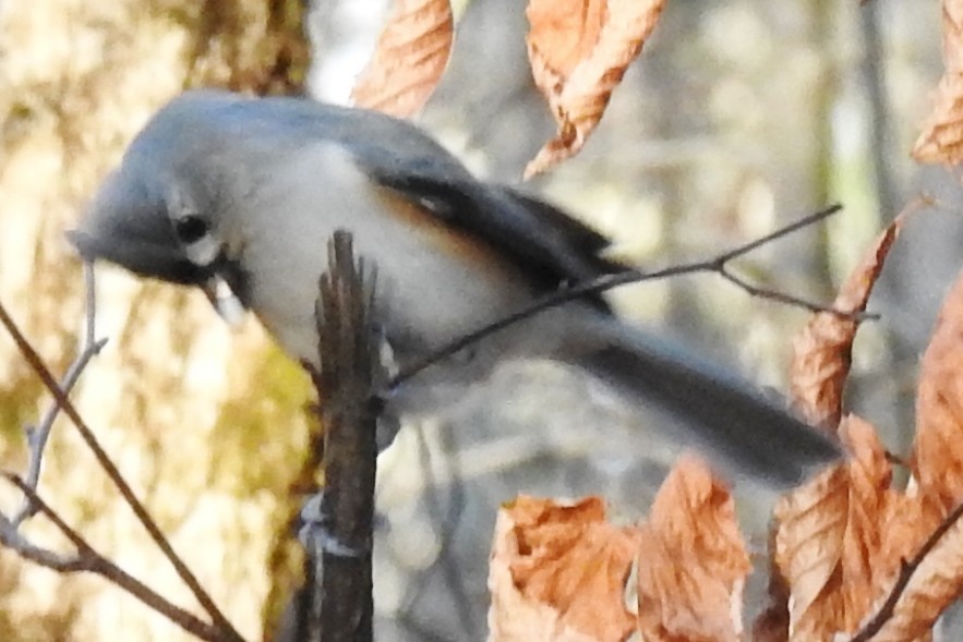 Mésange bicolore - ML281961011