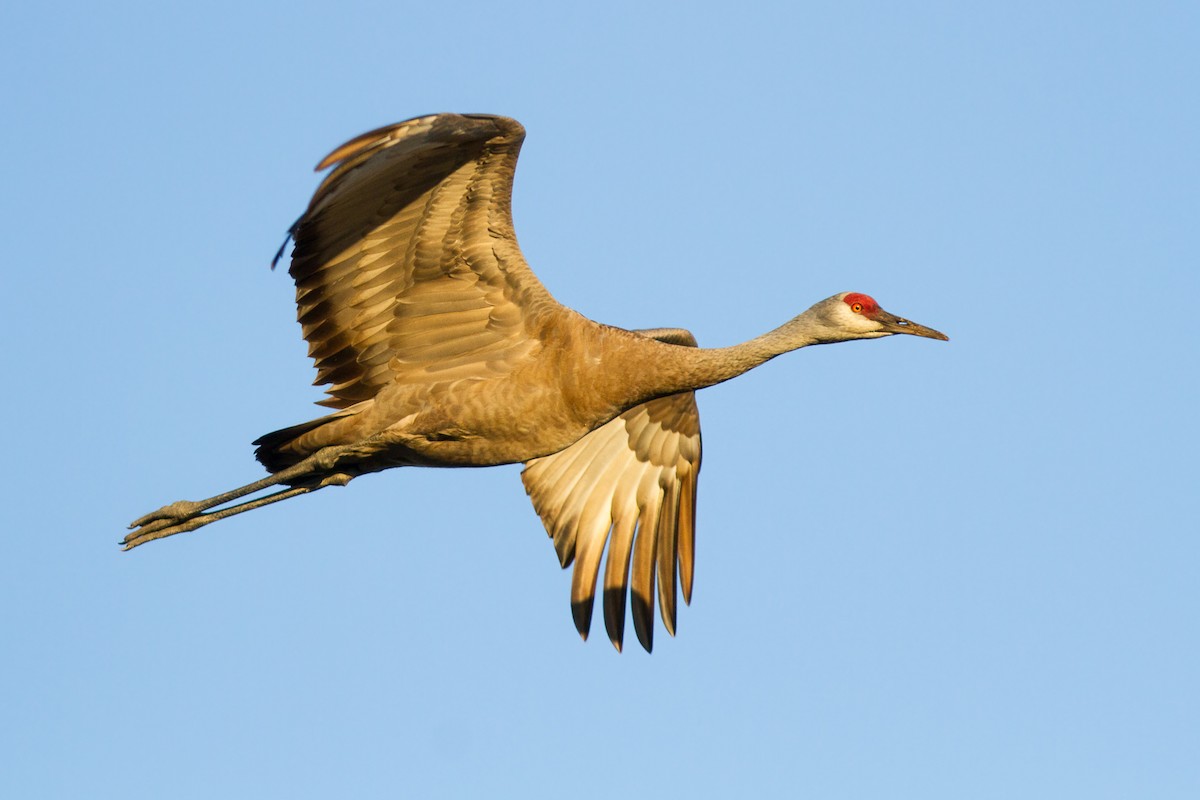 Sandhill Crane - ML281961091