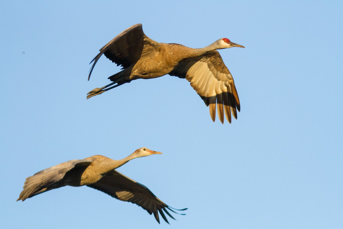 Sandhill Crane - ML281961111