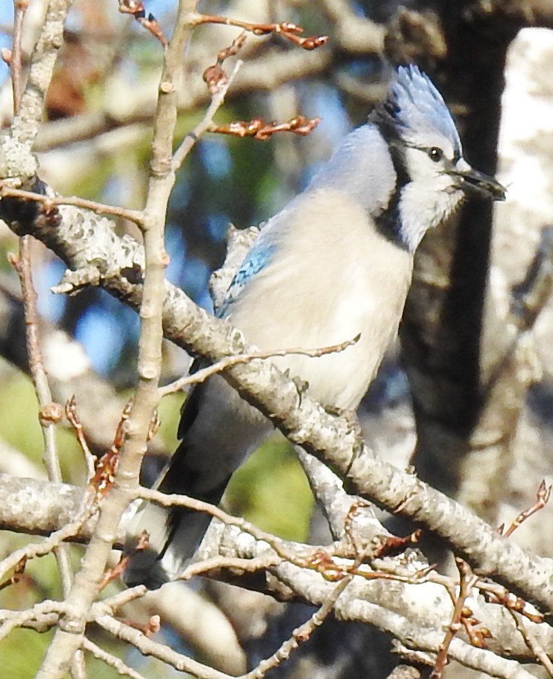 Geai bleu - ML281961701