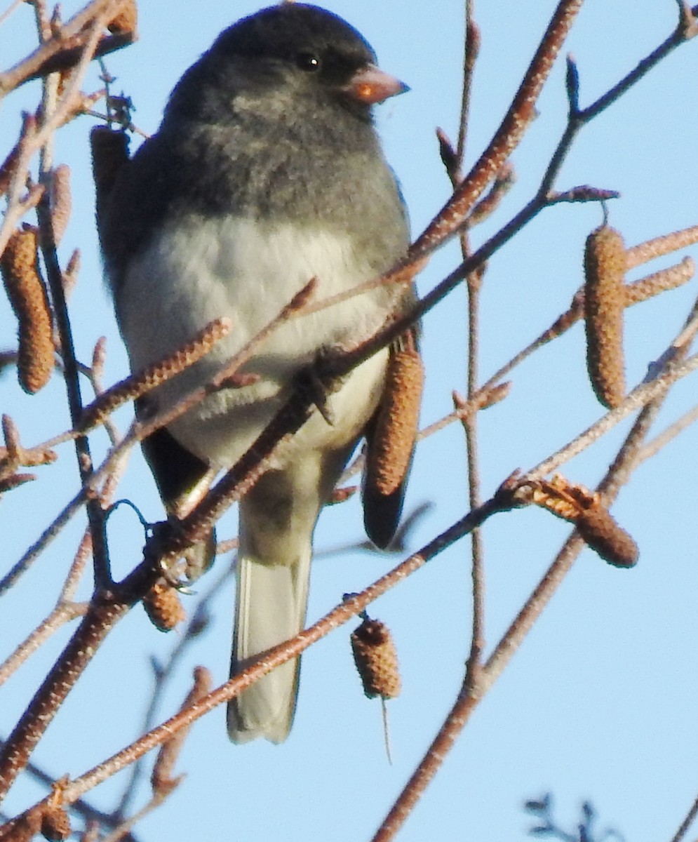Junco ardoisé - ML281961841