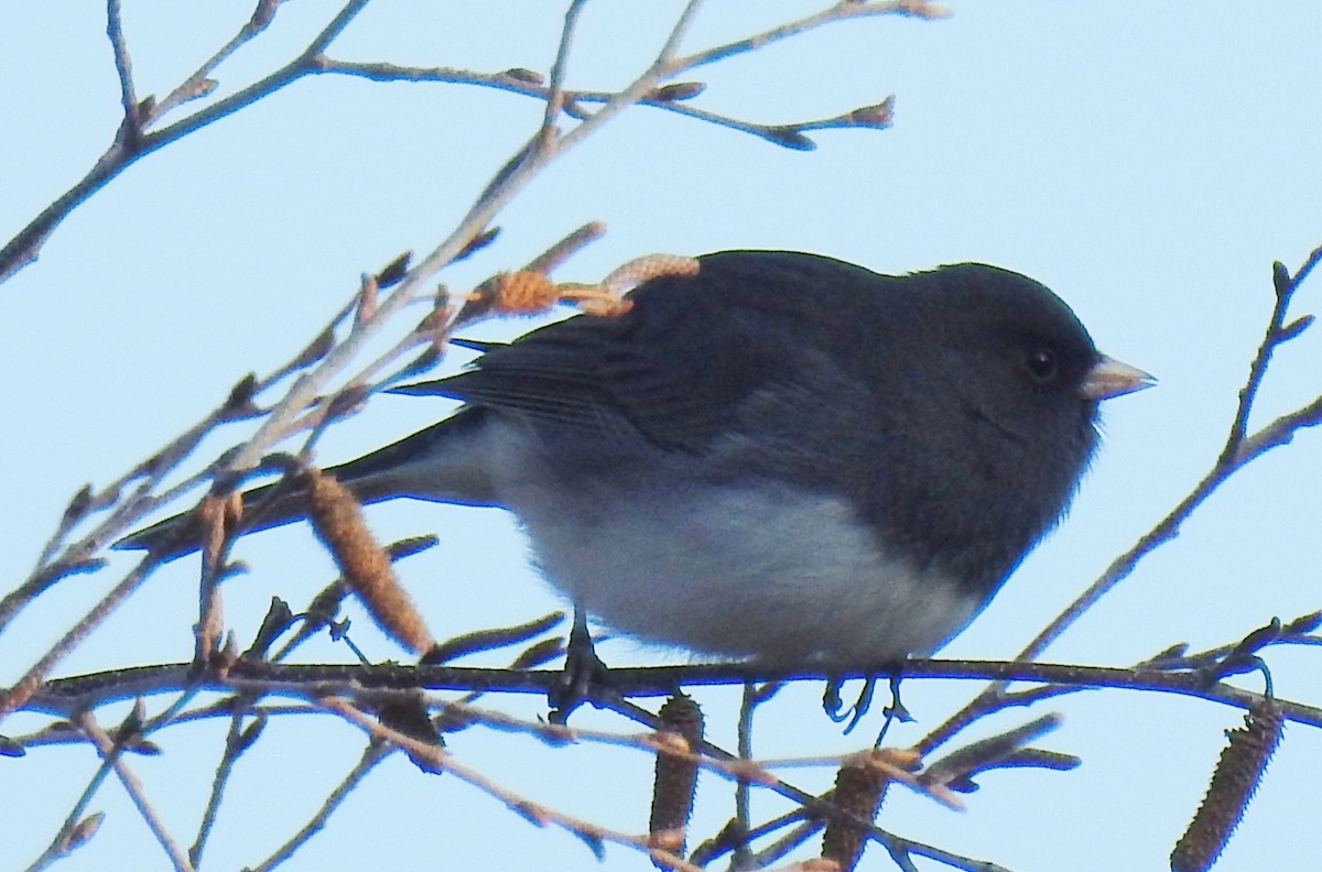 Junco ardoisé - ML281961871