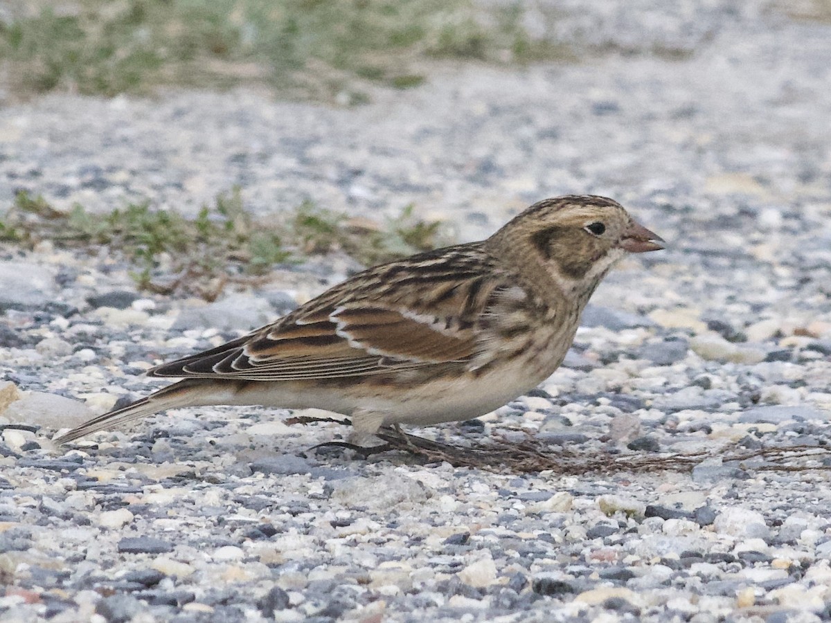 Lapland Longspur - ML281962021