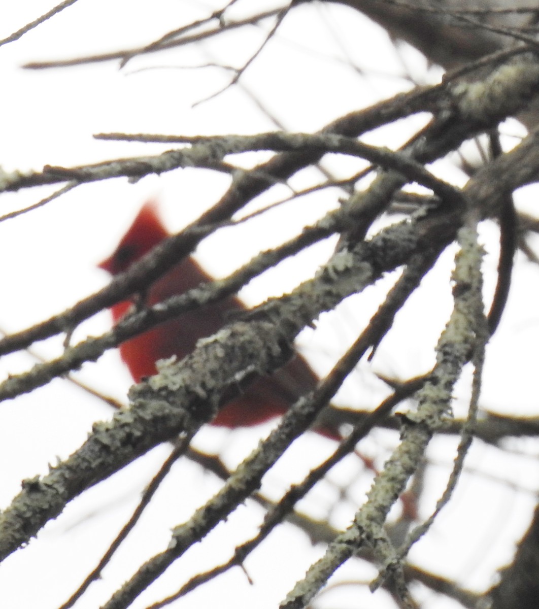 Cardinal rouge - ML281962111