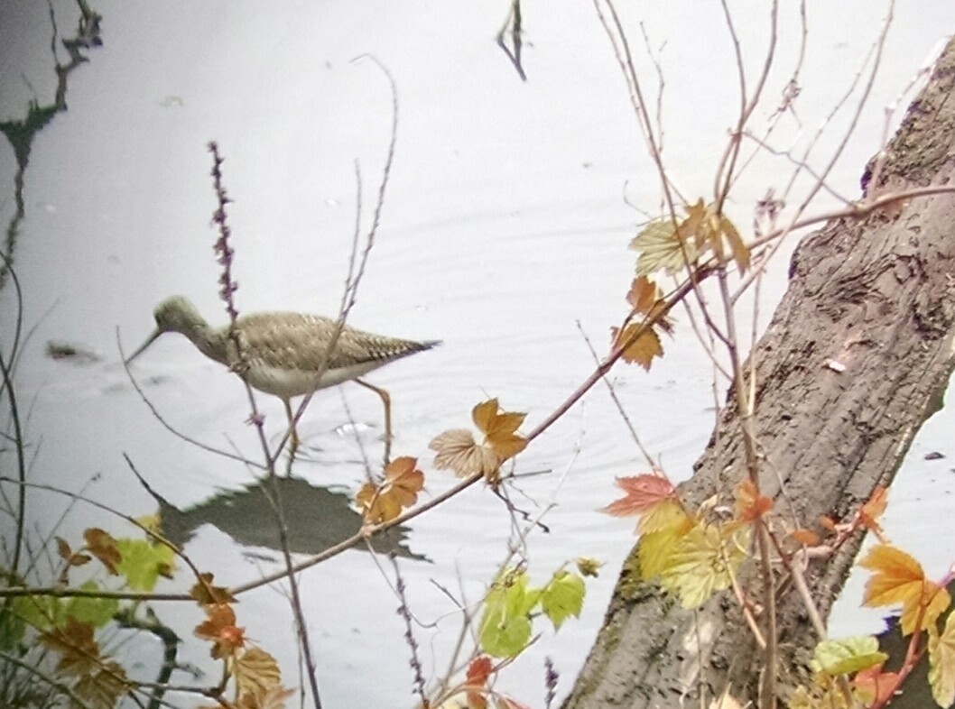 Greater Yellowlegs - ML28196481