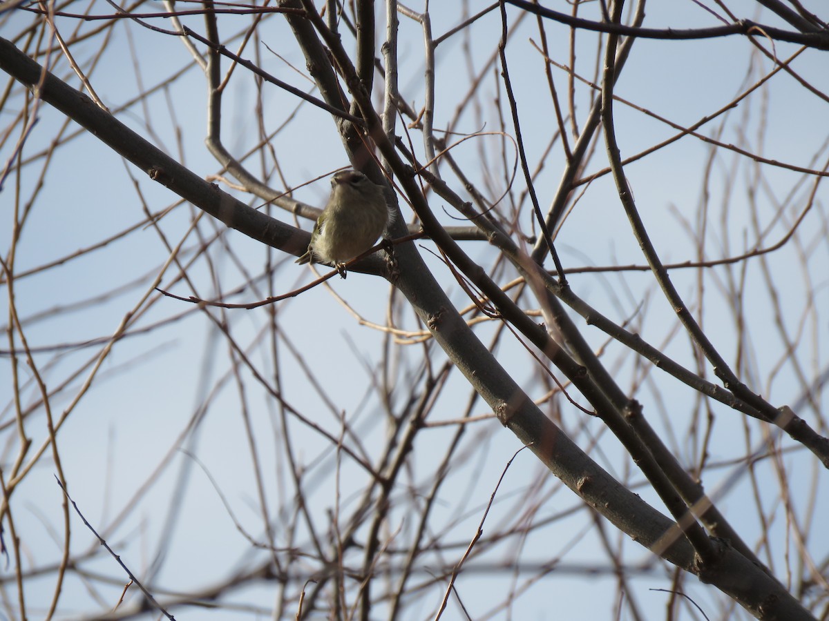 Golden-crowned Kinglet - ML281965051