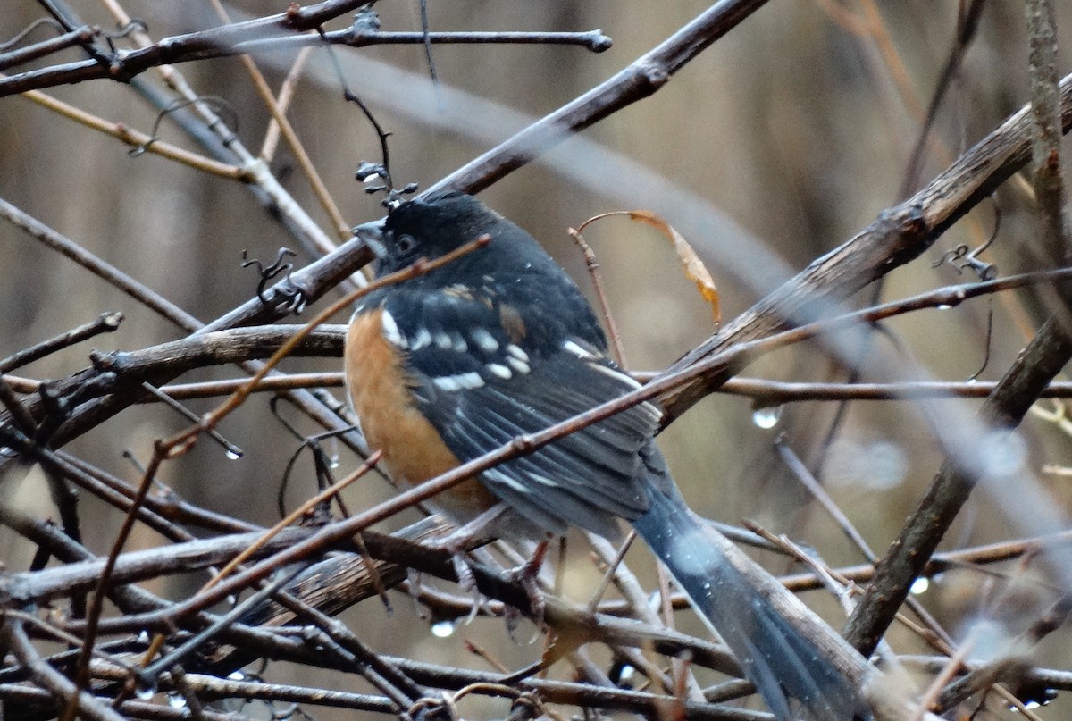 Spotted Towhee - ML281966341
