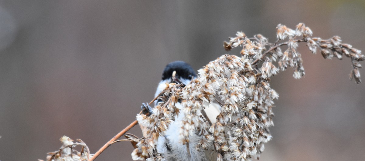 Black-capped Chickadee - ML281966821