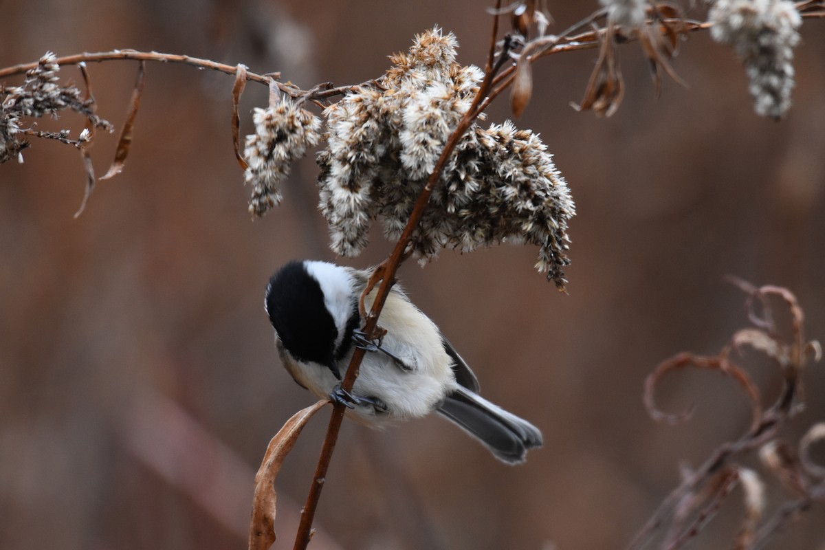 Black-capped Chickadee - ML281967031
