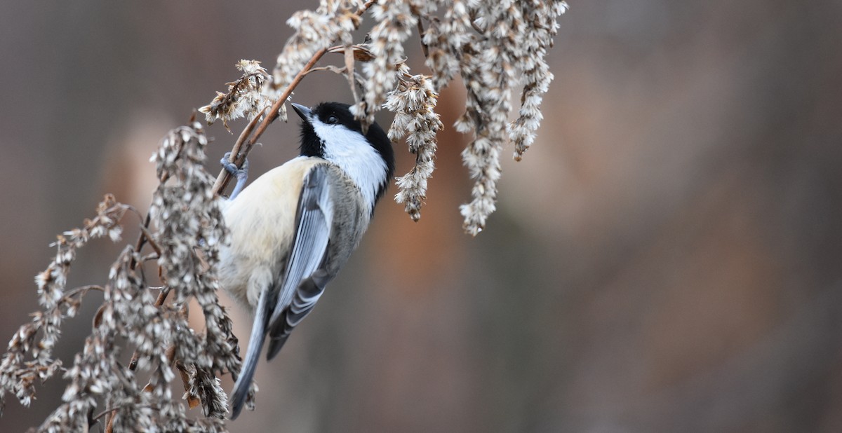 Black-capped Chickadee - ML281967081