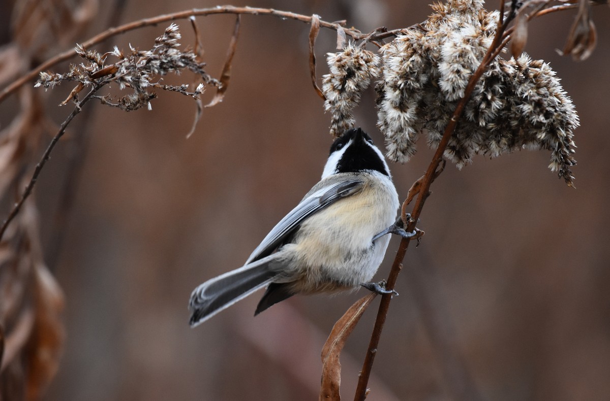 Black-capped Chickadee - ML281967141