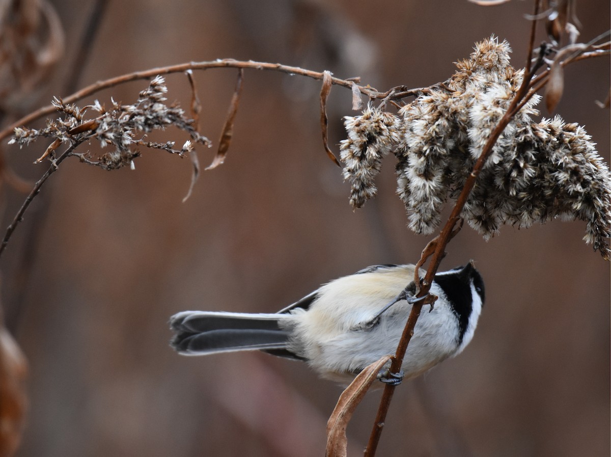 Black-capped Chickadee - ML281967161