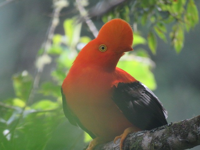 Andean Cock-of-the-rock - ML281967821