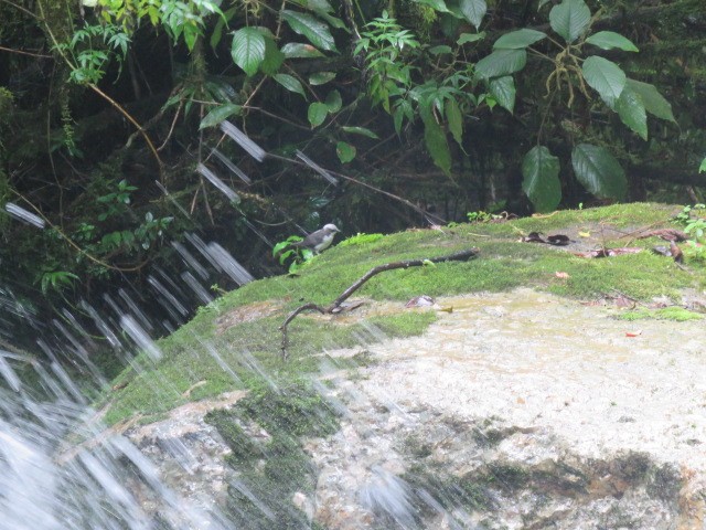 White-capped Dipper - ML281968791