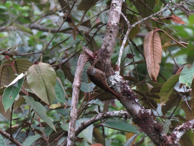 Montane Woodcreeper - ML281969471