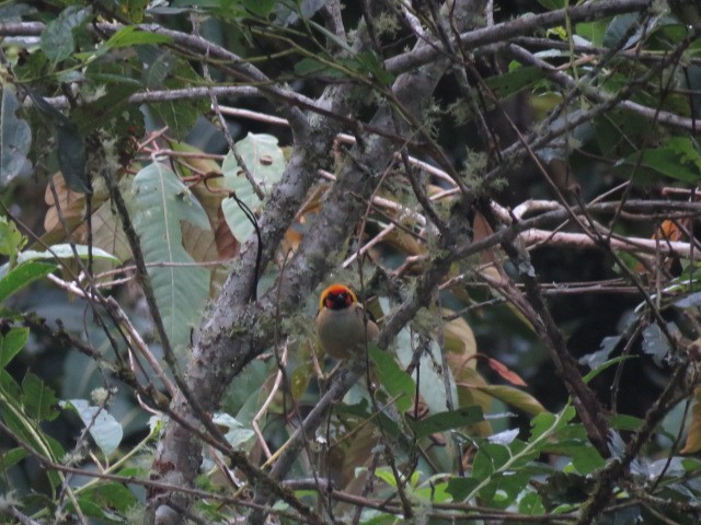 Flame-faced Tanager - ML281969741