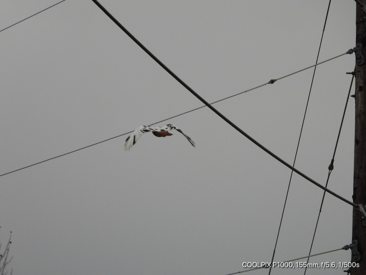 Red-tailed Hawk - ML281970141