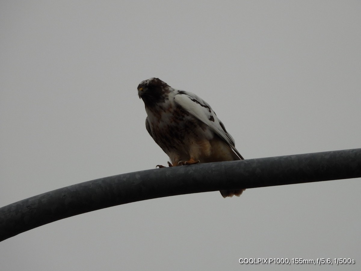 Red-tailed Hawk - ML281970161