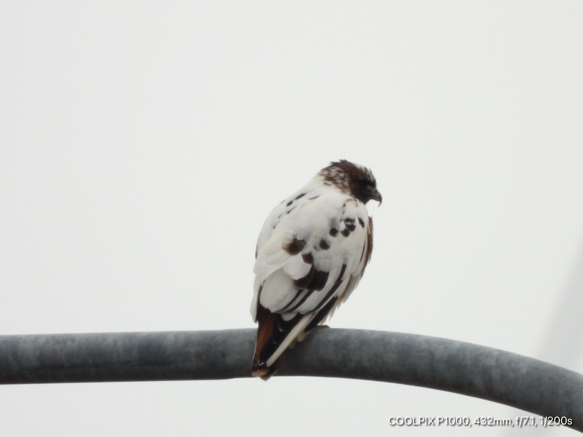 Red-tailed Hawk - ML281970171