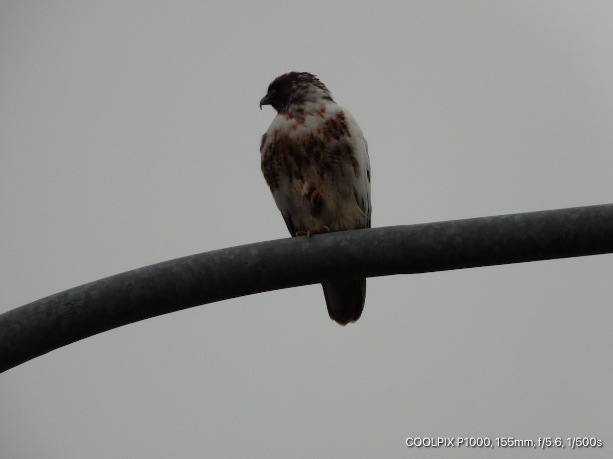 Red-tailed Hawk - ML281970181