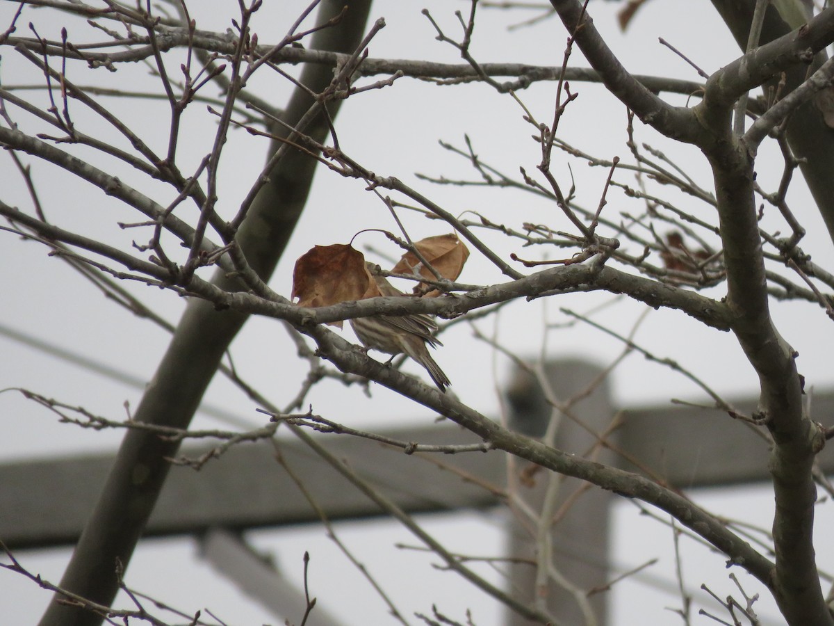 Pine Siskin - ML281970561