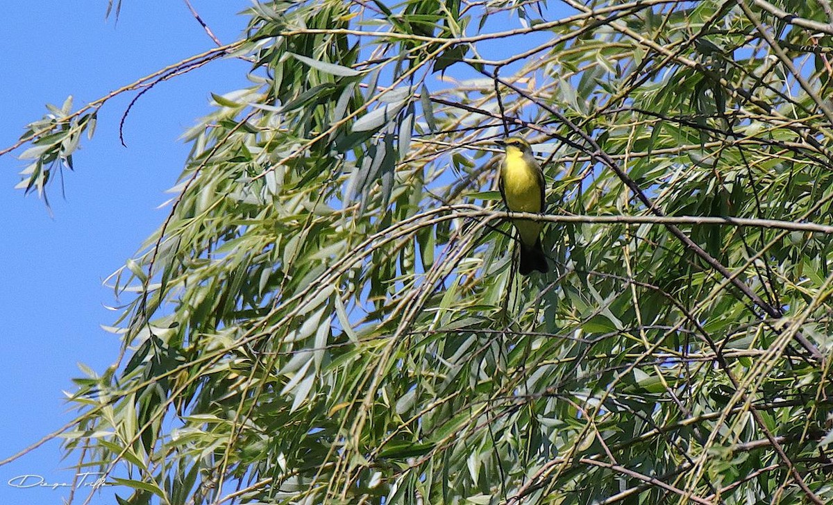 Yellow-browed Tyrant - Diego Trillo