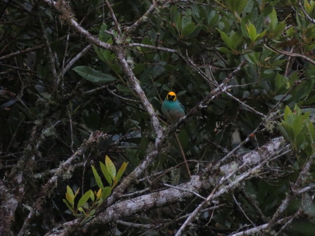 Saffron-crowned Tanager - ML281970791