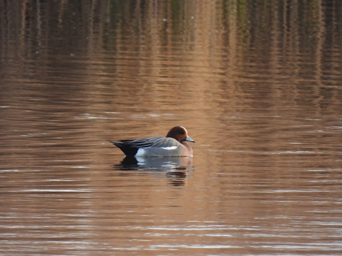 Eurasian Wigeon - ML281971181