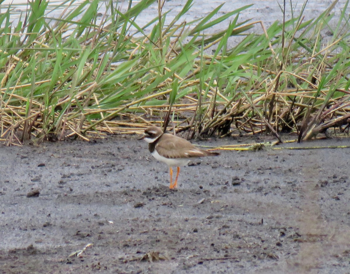 Common Ringed Plover - ML281971191